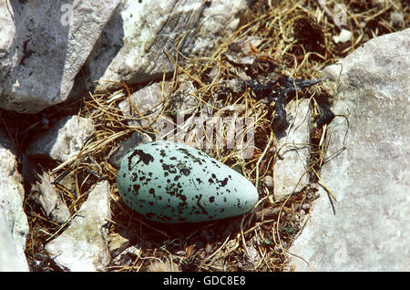 Uria aalge guillemot commun, l'OEUF SUR NID, Ecosse Banque D'Images