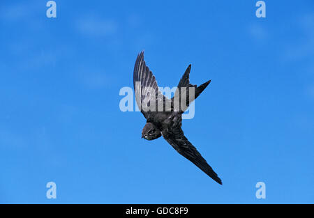 Apus apus Common Swift, adultes, en vol sur fond de ciel bleu Banque D'Images