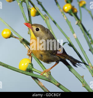 Bec rouge LEIOTHRIX Leiothrix lutea Banque D'Images