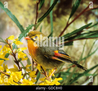 Bec rouge LEIOTHRIX Leiothrix lutea Banque D'Images