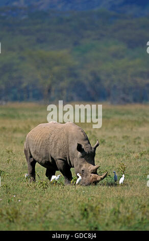 Rhinocéros blanc Ceratotherium simum, DES PROFILS AVEC BOEUFS, parc de Nakuru, Kenya Banque D'Images