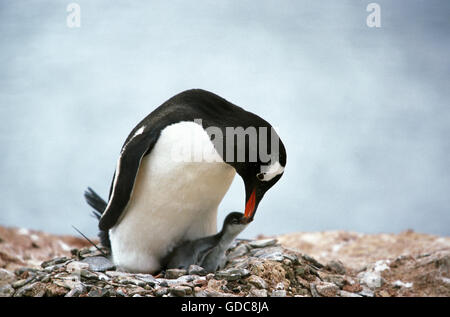 GENTOO PINGOUIN pygoscelis papua, ALIMENTATION ADULTES CHICK, LIVINGSTONE ISLAND Banque D'Images