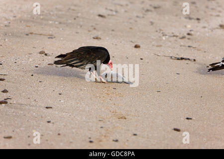 Urubu Cathartes aura, adultes, la consommation de poisson sur la plage, le Parc National de Paracas au Pérou Banque D'Images