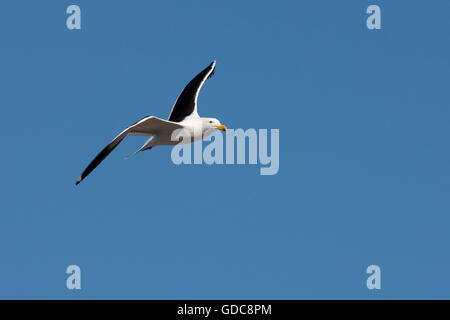 Le varech, Larus dominicanus, adulte en vol, False Bay en Afrique du Sud Banque D'Images