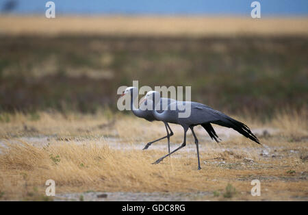 Blue Crane, anthropoides paradisea, Paire, Afrique du Sud Banque D'Images