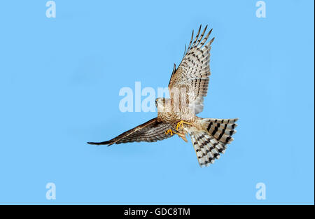 Blanche européenne, Accipiter nisus, adulte en vol Banque D'Images