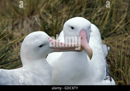 Le sud de l'albatros Diomedea epomophora Royal, paire, la parade nuptiale, l'Antarctique Banque D'Images