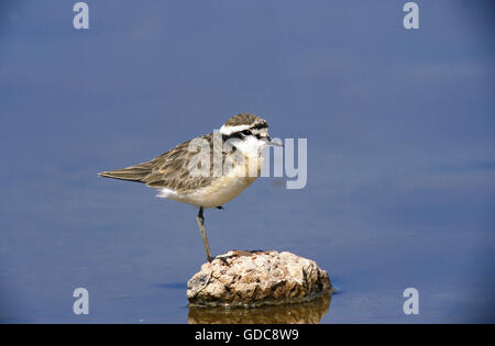 Kittlitz's Plover Charadrius pecuarius, adultes, sur la pierre, Kenya Banque D'Images