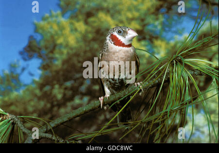 Cut Throat amadina fasciata, Finch, des profils sur Branch Banque D'Images