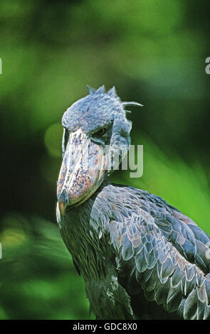 Shoebill Stork ou Whale-Headed Stork, balaeniceps rex, Portrait d'adulte Banque D'Images