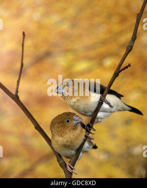 African Silverbill, Lonchura cantans Banque D'Images