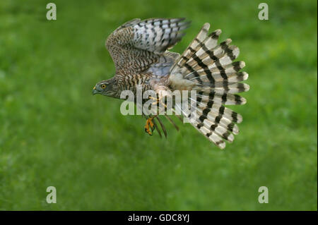 Fauve d'Europe Accipiter nisus, ADULTE EN VOL Banque D'Images