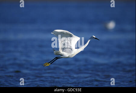 Aigrette intermédiaire, Egretta garzetta, adulte en vol au-dessus de l'eau, la Namibie Banque D'Images