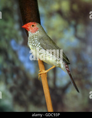 Star Finch, neochmia ruficauda, adulte Banque D'Images