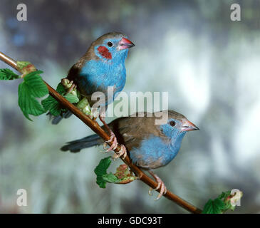 Red-Cheeked, uraeginthus bengalus Cordon Bleu, paire sur Branch Banque D'Images