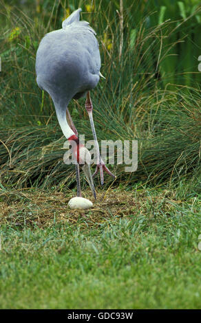 SARUS Crane Grus antigone, DES PROFILS À LA RECHERCHE APRÈS SON OEUF SUR NID Banque D'Images