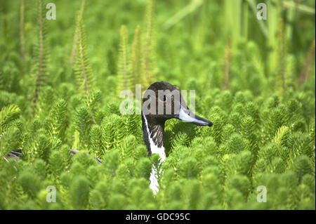 Le Canard pilet Anas acuta, Adulte, chef sortant de l'étang, les plantes en Normandie Banque D'Images