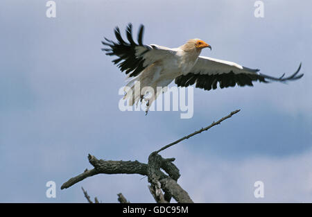 Percnoptère Neophron percnopterus, adultes, en vol, au Kenya Banque D'Images