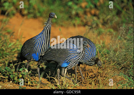 Pintade VULTURINE acryllium vulturinum, GROUPE D'ADULTES, AU KENYA Banque D'Images