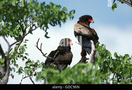 Aigle bateleur, terathopius ecaudatus, paire à l'arbre, la Namibie Banque D'Images