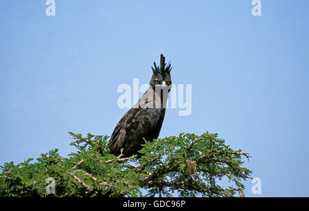 Longtemps harpie huppée, lophaetus occipital, Adulte perché sur arbre, parc de Masai Mara au Kenya Banque D'Images