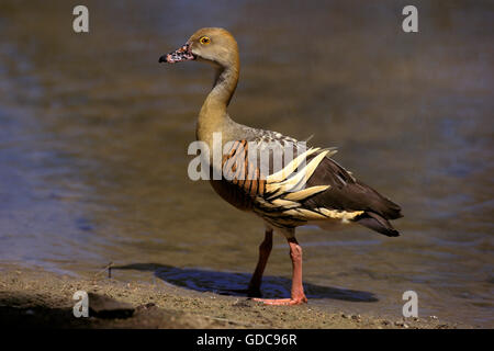 Sifflement de plumes de canard, dendrocygna eytoni adultes, dans l'eau, de l'Australie Banque D'Images