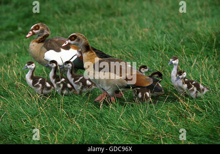 EGYPTIAN GOOSE Alopochen aegyptiacus, HOMME AVEC LES FEMMES ET LES POUSSINS Banque D'Images