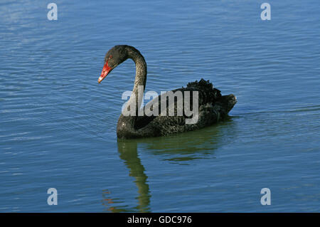 Cygne Noir Cygnus atratus, des profils sur l'eau, de l'Australie Banque D'Images