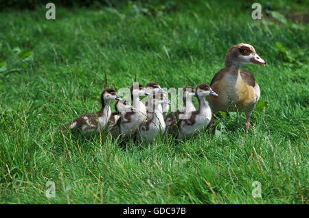 EGYPTIAN GOOSE Alopochen aegyptiacus, FEMME AVEC CHIKS Banque D'Images