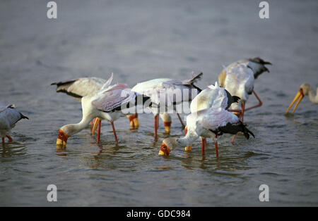 Yellow-Billed Stork, mycteria ibis, Groupe Pêche, Kenya Banque D'Images