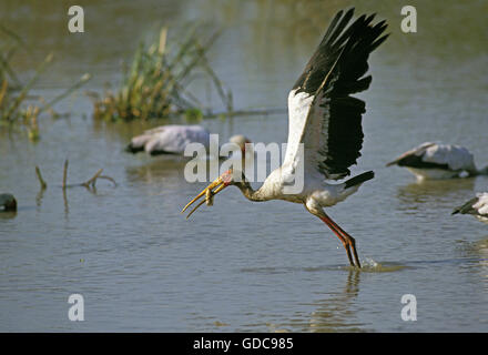 Bec jaune, Stork mycteria ibis, des profils en vol, au décollage avec le poisson dans son bec, Kenya Banque D'Images