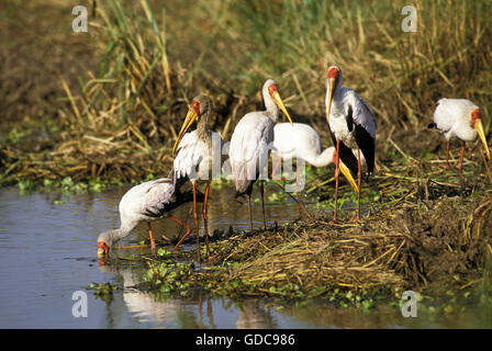 Yellow-Billed Stork, mycteria ibis, Groupe Pêche, Kenya Banque D'Images