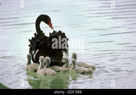 Black Swan, Cygnus atratus, femme avec des poussins Banque D'Images