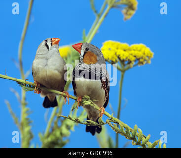 Zebra Finch, Taeniopygia guttata, paire sur Branch Banque D'Images