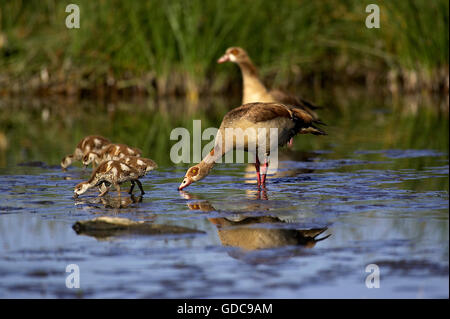 Egyptian goose, Alopochen aegyptiacus, paire et oisons dans l'eau, au Kenya Banque D'Images