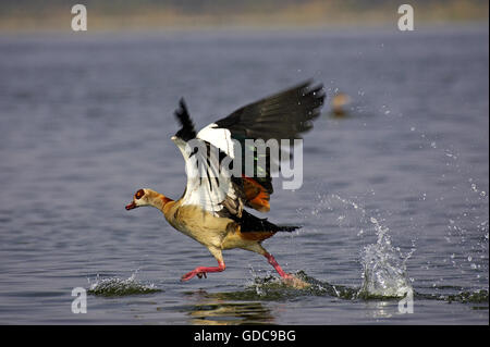 Egyptian goose, Alopochen aegyptiacus, Adulte, décoller de l'eau, Kenya Banque D'Images