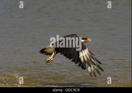 Caracara huppé Caracara cheriway, adultes, en vol, Los Lianos au Venezuela Banque D'Images