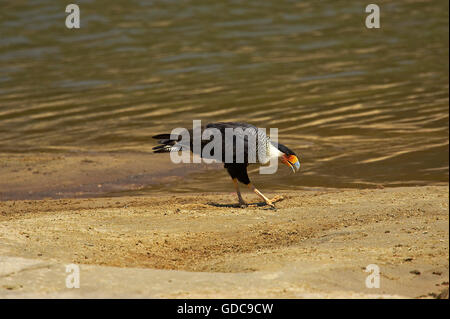 Caracara huppé Caracara cheriway, adultes, près de l'eau, Los Lianos au Venezuela Banque D'Images