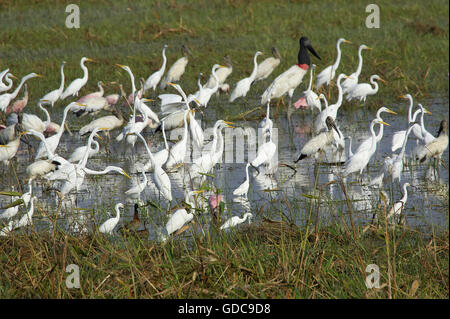 Great-White Aigrette Casmerodius albus, Groupe Swamp, Los Lianos au Venezuela Banque D'Images