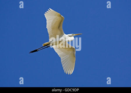 Grande Aigrette Casmerodius albus, ADULTE EN VOL, LOS LIANOS AU VENEZUELA Banque D'Images