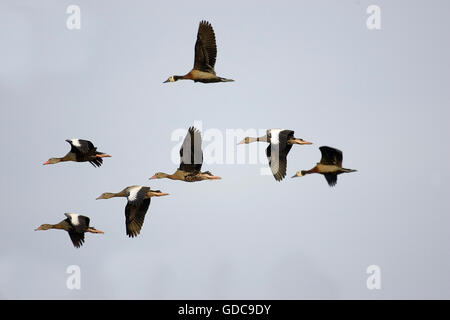 Sifflement White-Faced Canard, Dendrocygna viduata et Red-Billed Canard sifflement, dendrocygna automnalis, Groupe en vol, Los Lianos au Venezuela Banque D'Images