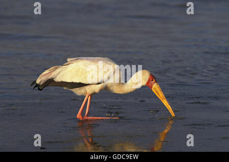 Bec jaune, Stork mycteria ibis, pêche, parc de Nakuru au Kenya Banque D'Images