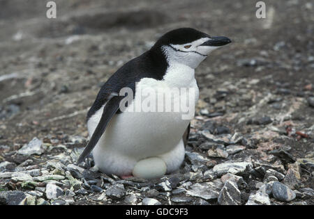 Manchot à jugulaire, pygoscelis antarctican, adulte sur son oeuf dans le nid, l'Antarctique Banque D'Images