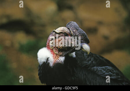 Condor des Andes, vultur gryphus, Portrait d'adulte Banque D'Images