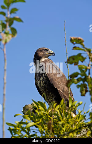 Buse variable, Buteo buteo, sur Branch, Normandie Banque D'Images