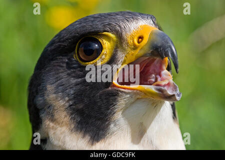 Faucon pèlerin (Falco peregrinus), DES PROFILS L'appel Banque D'Images