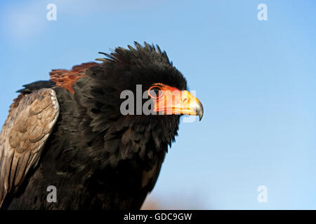 Aigle BATELEUR terathopius ecaudatus, adulte Banque D'Images