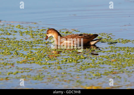 La Gallinule poule-d'eau ou Gallinule européenne, Gallinula chloropus, immature sur l'eau, Normandie Banque D'Images