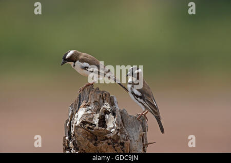 Sourcils blancs plocepasser mahali Sparrow, Weaver, adultes sur Branch, parc de Masai Mara au Kenya Banque D'Images