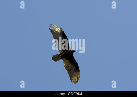 Urubu noir, Coragyps atratus, adulte en vol sur fond de ciel bleu, Los Lianos au Venezuela Banque D'Images